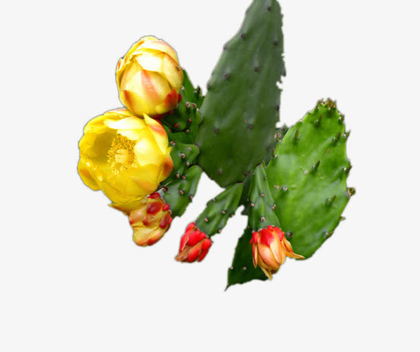 仙人掌开黄花免抠