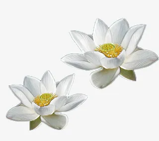 双对不同白色睡莲免抠