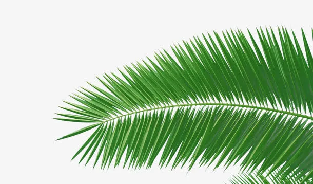绿色椰子免抠