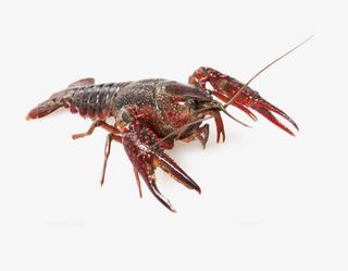 免抠素材大龙虾图片免抠