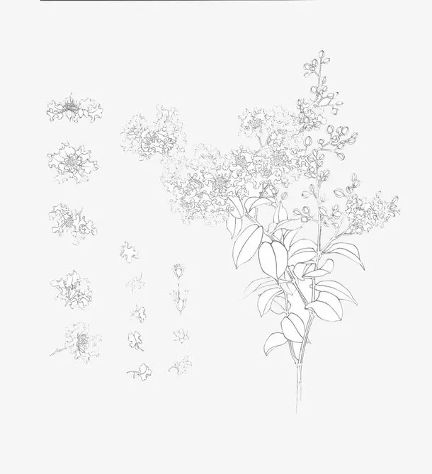 紫薇花素描图免抠