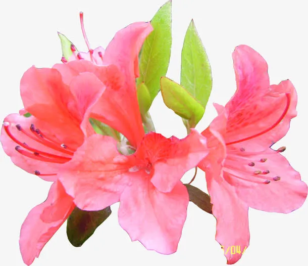 粉色花朵百合绿叶免抠
