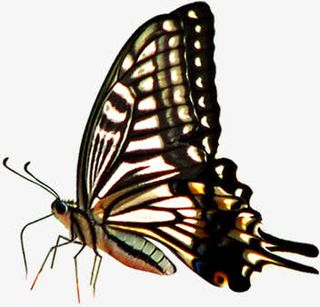 棕色春季斑点大蝴蝶免抠