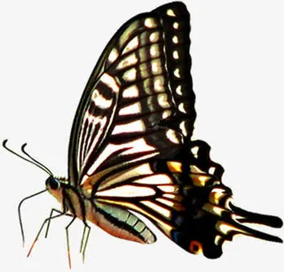 棕色春季斑点大蝴蝶免抠