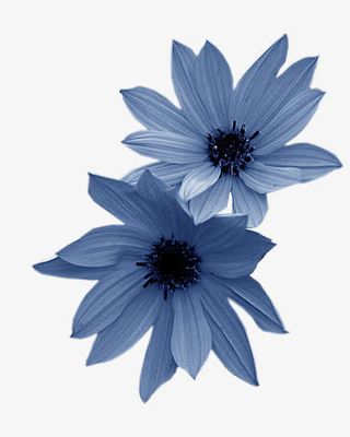 蓝色盛开菊花海报背景