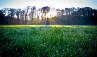 夕阳下的绿草地树林免抠