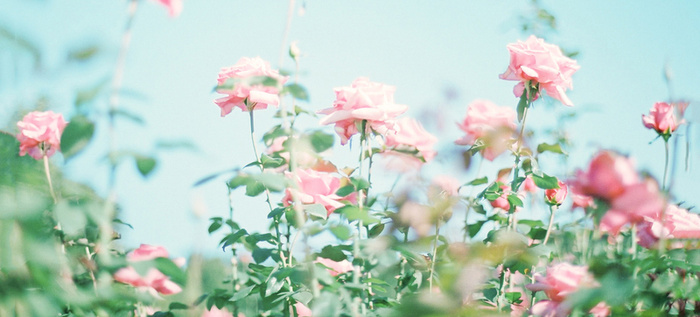 清新花卉户外风景banner高清