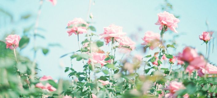 清新花卉户外风景banner高清