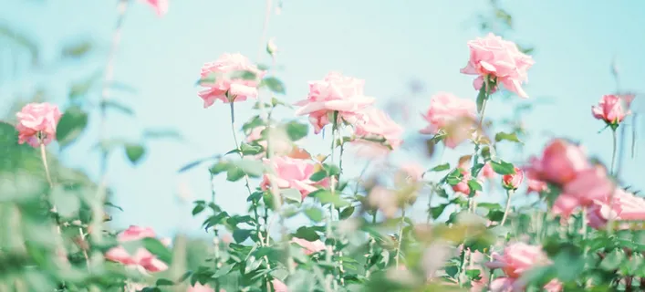 清新花卉户外风景banner高清