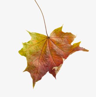 实物秋天金黄色落叶枫叶免抠