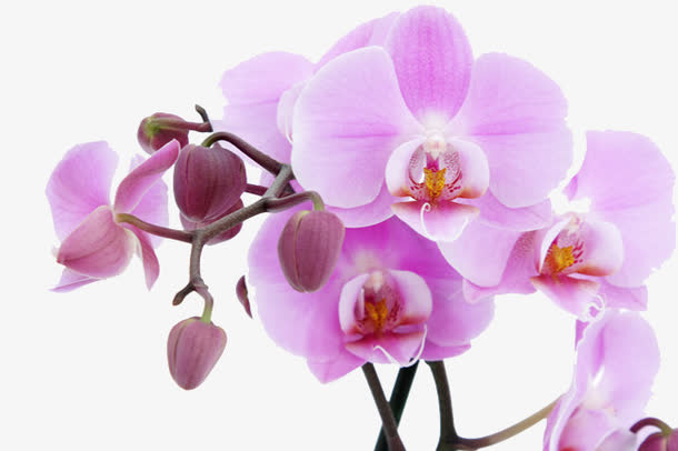 粉红色的花朵免抠