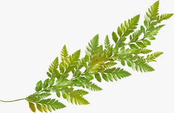 树叶素材树叶素材psd免抠