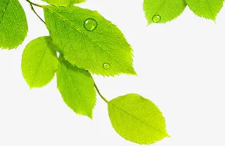 春天露珠树叶创意免抠