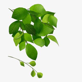 春天卡通树叶PNG图片免抠