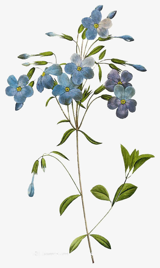 手绘鲜花免抠