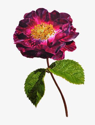 卡通红花绿叶装饰素材免抠