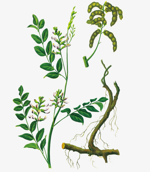 甘草免抠