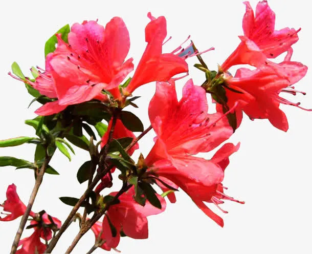红色花朵树枝高清免抠