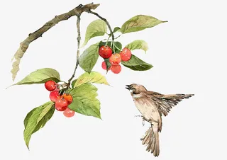 二十四番花信风-立春-二候樱桃免抠