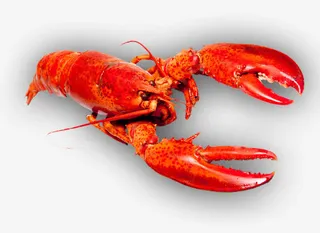 鲜红小龙虾免抠