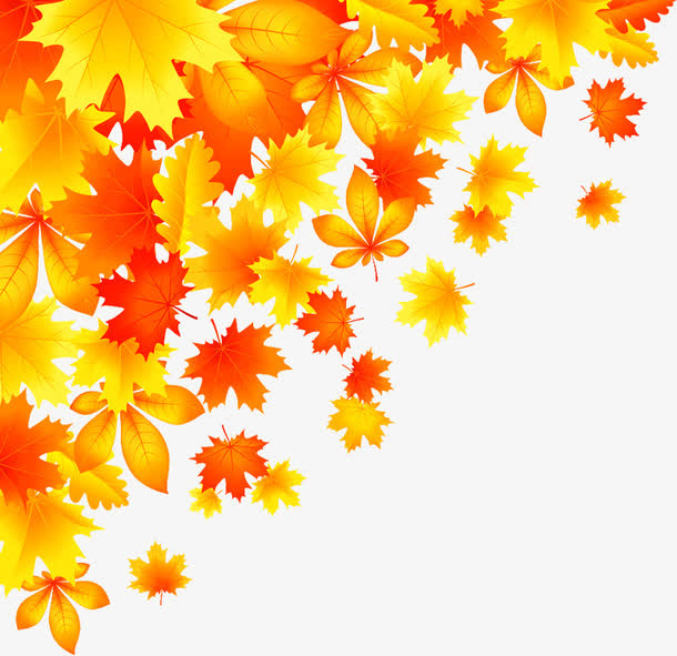 秋天的枫叶免抠