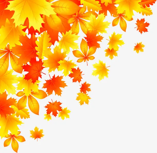 秋天的枫叶免抠