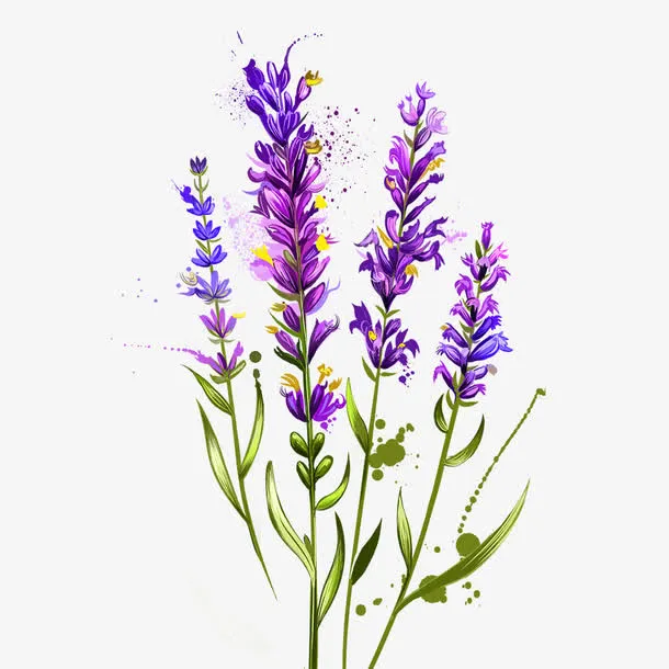 紫色薰衣草免抠