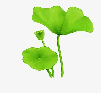 文艺清新花草花环海报设计装饰免抠