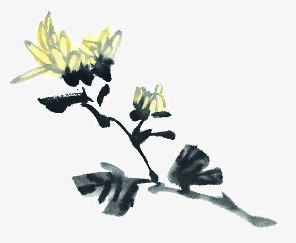 写意菊花免抠