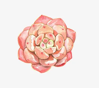 小清新插画广告设计卡通多肉盆栽免抠