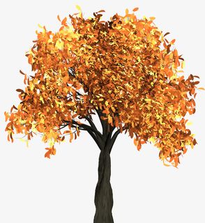 秋天 树叶 枫树 树叶黄了 树 叶免抠