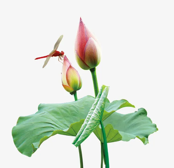 荷花上的蜻蜓免抠