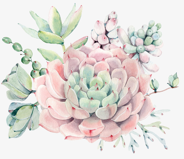 手绘美丽多肉装饰免抠