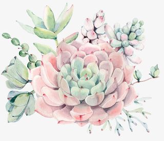 手绘美丽多肉装饰免抠