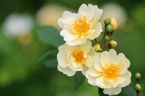 白色花朵黄色盛开免抠 白色花朵黄色盛开免抠