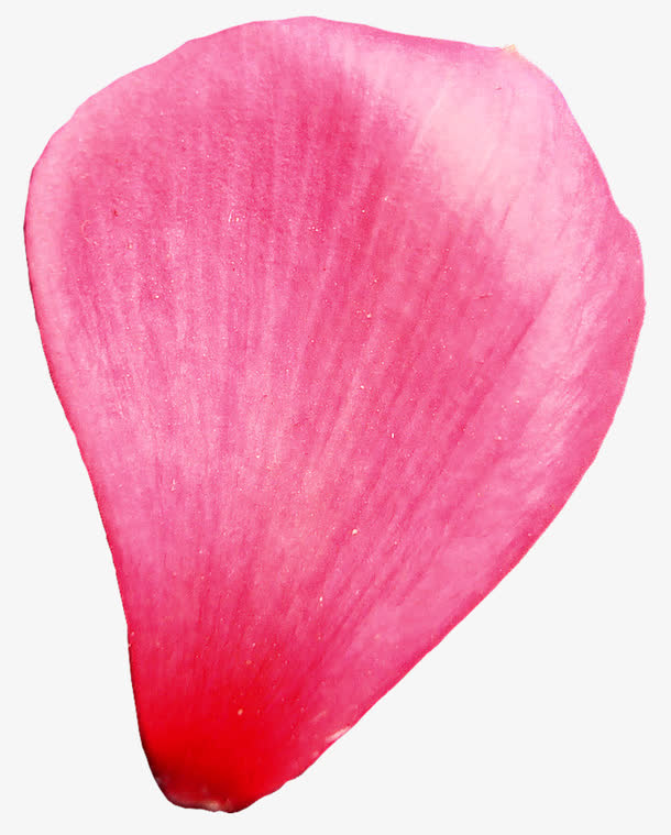 心形花瓣透明花瓣素材免抠