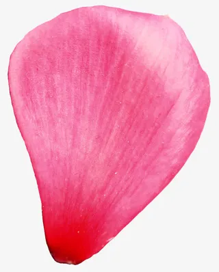 心形花瓣透明花瓣素材免抠