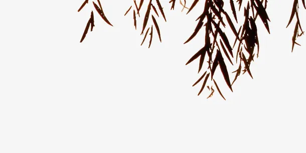 树叶免抠