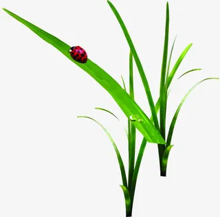 瓢虫可爱露珠昆虫树叶植物免抠