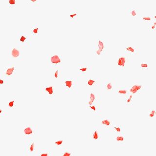 唯美一地花瓣散落素材免抠