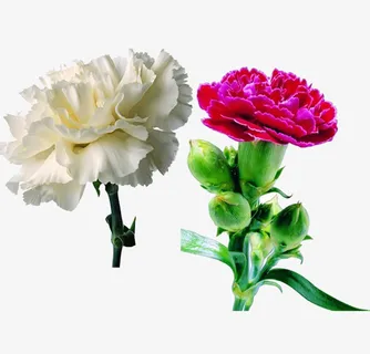 白色红色康乃馨免抠