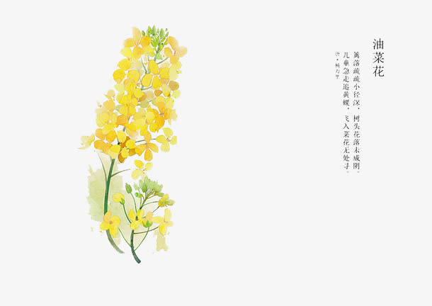 手绘花卉免抠
