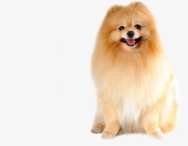 博美犬免抠