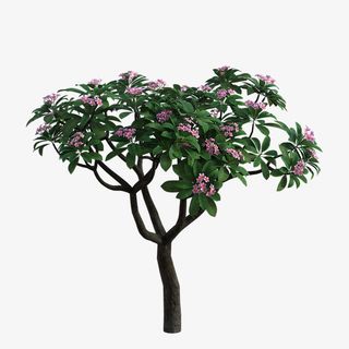 一株红花绿叶的树免抠