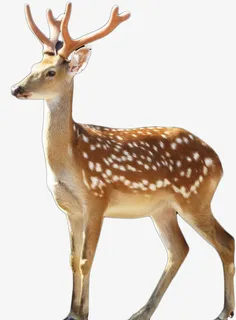 精神梅花鹿山鹿免抠