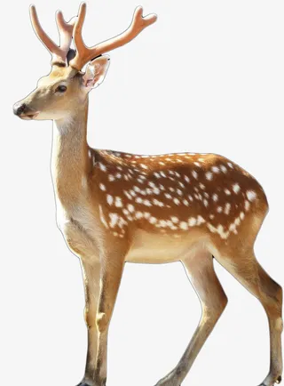精神梅花鹿山鹿免抠