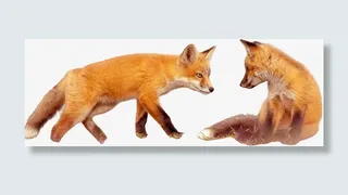 狐狸透明PNG免抠图免抠