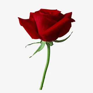 红色玫瑰免抠