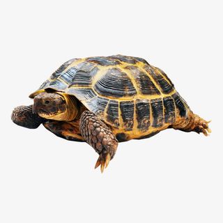 乌龟免抠