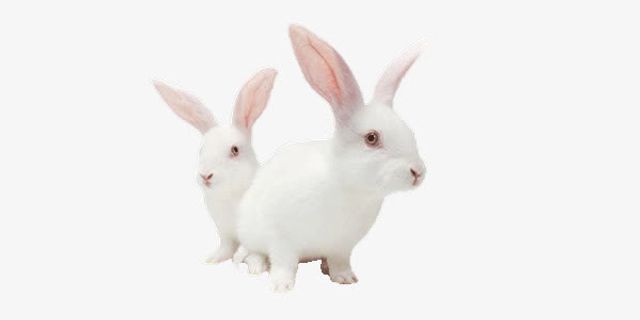 两只小白兔免抠